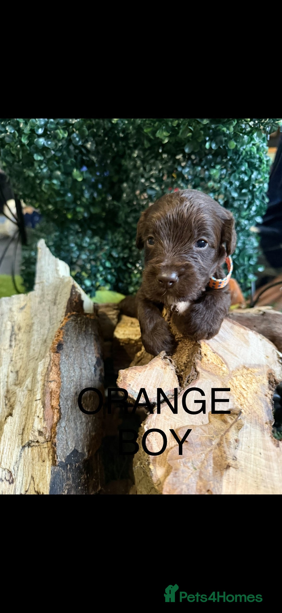 Cockapoo dogs for sale: F1 Cockapoo ( health tested parents) - Image 8