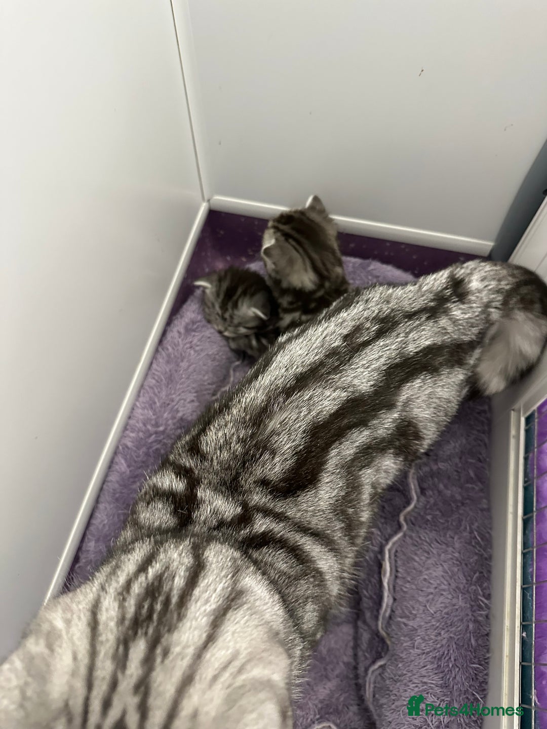 British Shorthair cats for sale: Silver Tabby also Brown Spotted Kittens - Image 27