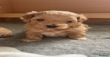 Maltipoo dogs - Advert 2