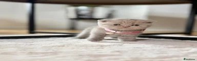 Scottish Fold 4