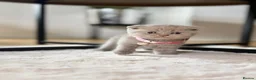 Scottish Fold cats for sale: Scottish fold - Advert 20