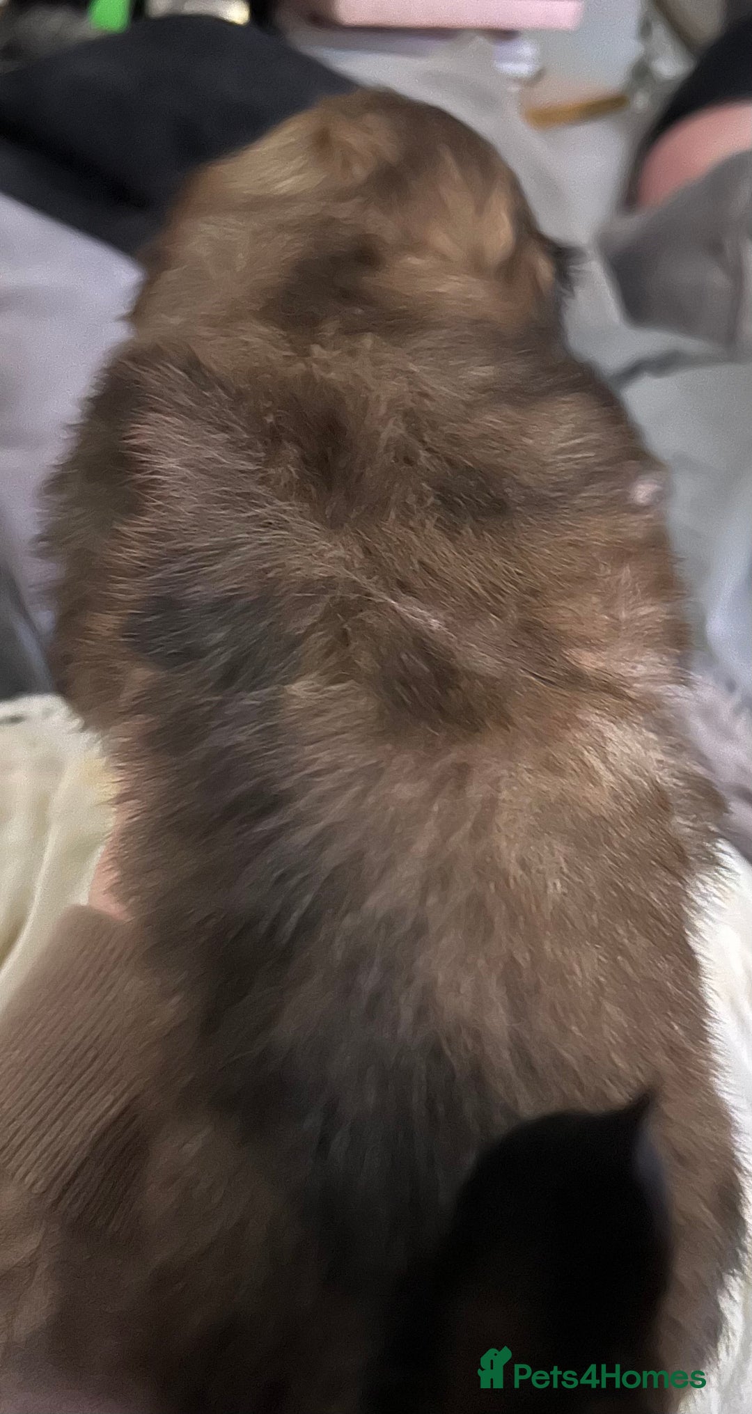 Shih Tzu dogs for sale: Beautiful shih tzu pups for sale  - Advert 19