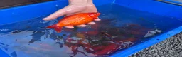 Koi Carp fish for sale: Pond closure  in West Bromwich - Advert 22