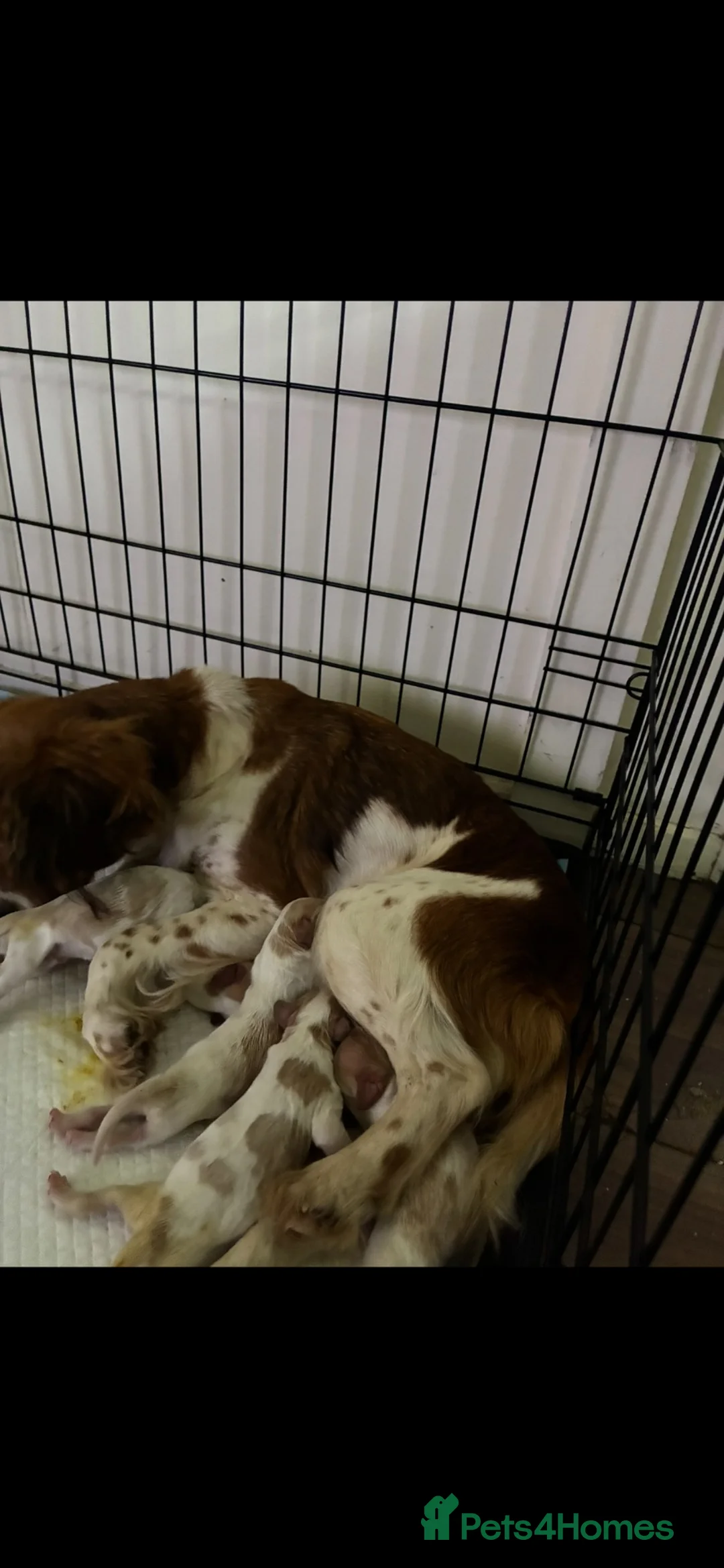 Cavalier King Charles Spaniel dogs for sale: King Charles cavalier puppy's  in Uckfield - Advert 2