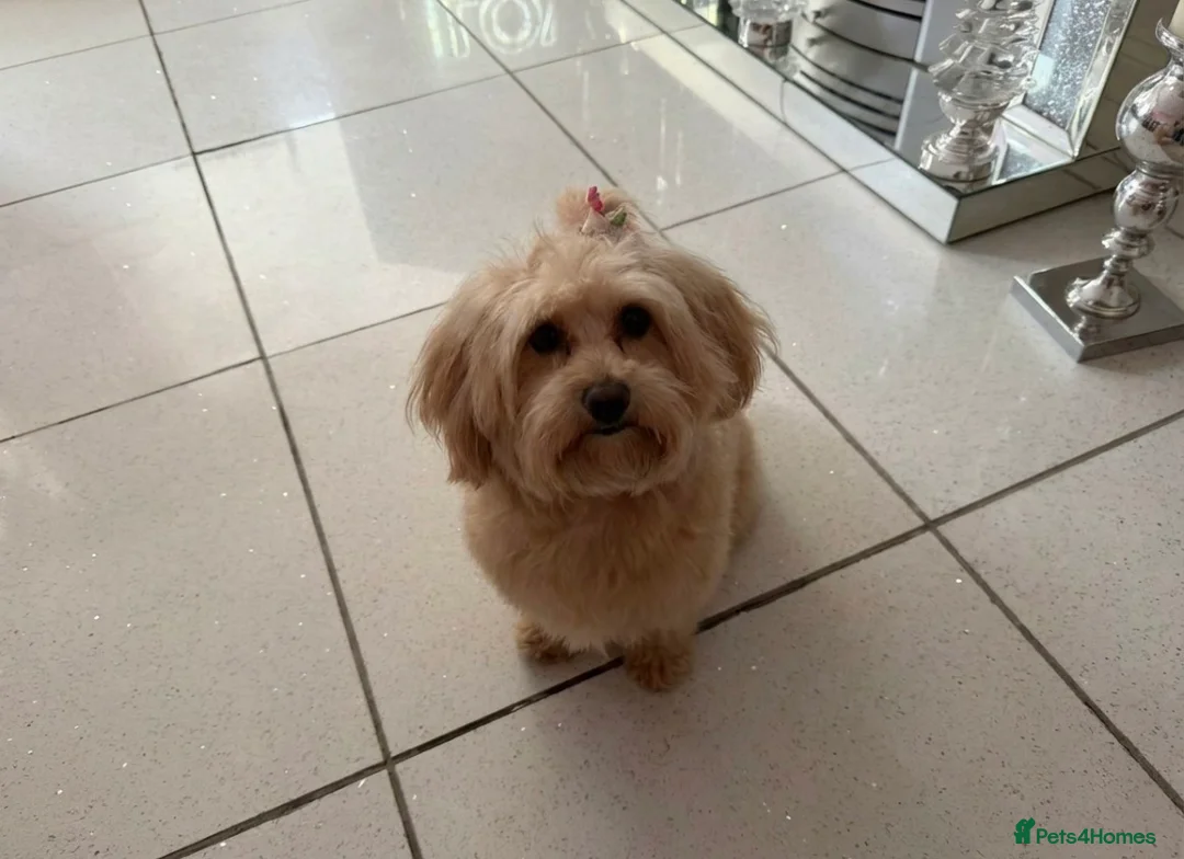 Maltipoo dogs for sale: Extensively Health Tested Maltipoo Puppies in Orpington - Advert 19