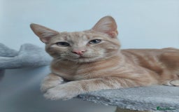 American Shorthair cats for sale: Simba - Image 1