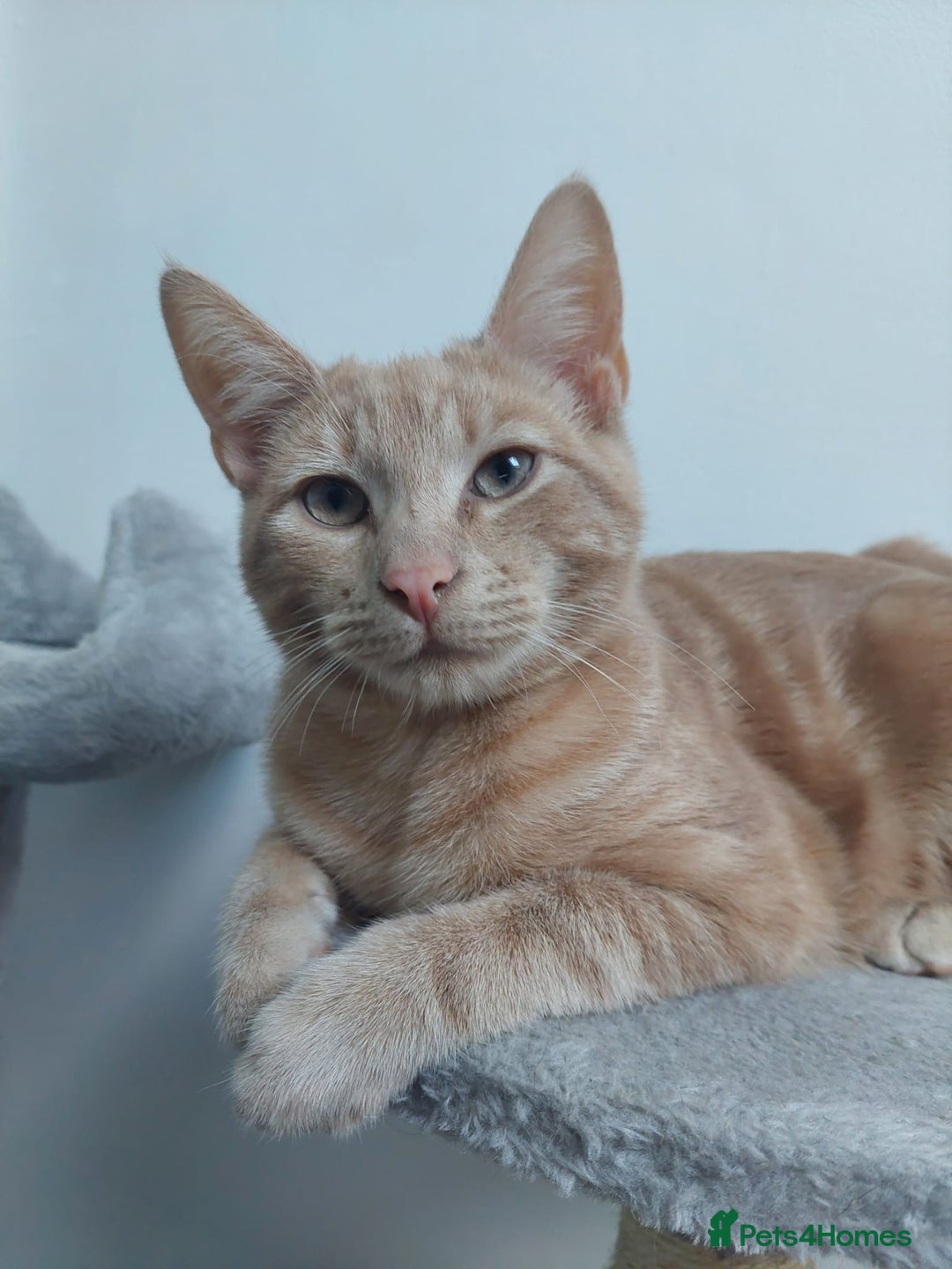 American Shorthair cats for sale: Simba - Image 1