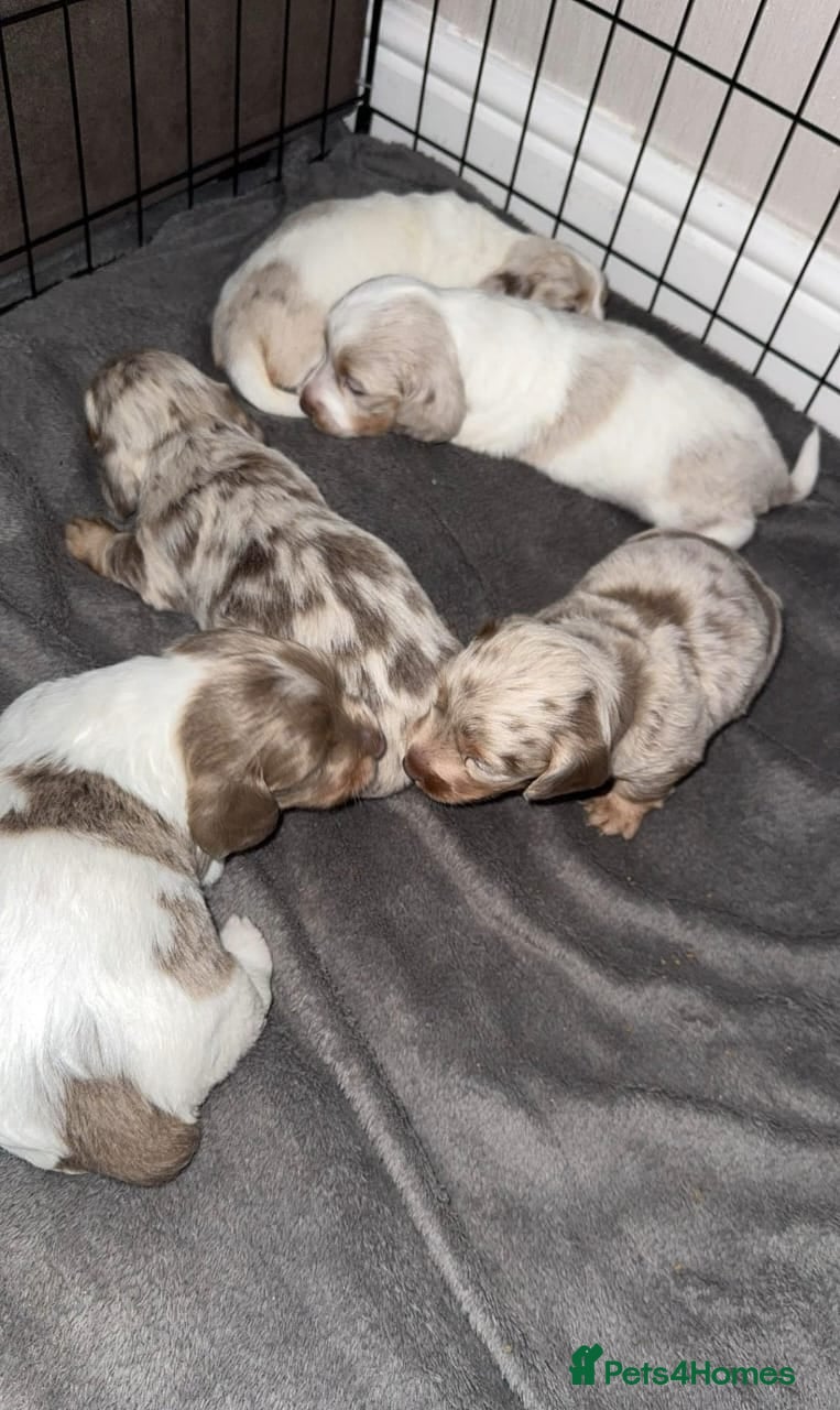 Miniature Dachshund dogs Rare Isabella Long-Haired Miniature Dachshund pups - Advert 15