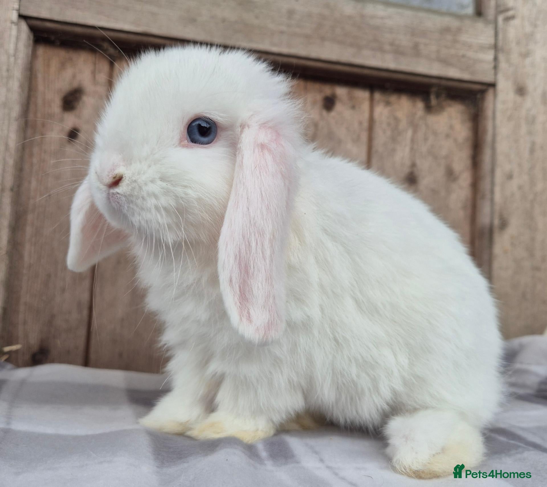 Mini Lop rabbits for sale: Mini lop and mini Lionlop  - Advert 13
