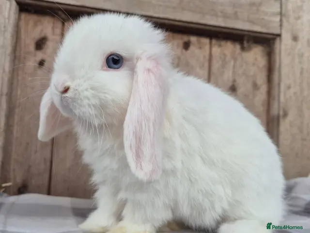 Mini Lop rabbits for sale: Mini lop and mini Lionlop - Advert 13