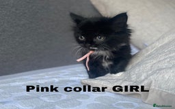 Neva Masquerade cats for sale: Sweet bengal x kittens  - Image 4