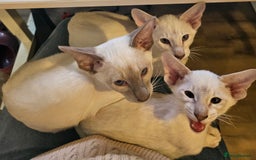 Siamese cats for sale: New lap needed for two GCCF male siamese kittens - Image 2