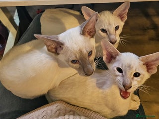 Siamese cats - Advert 1