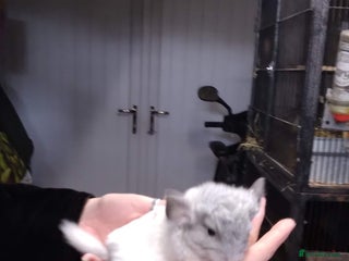 Chinchilla rodents - Advert 3