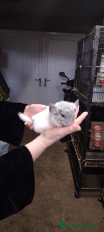 Chinchilla rodents - Advert 13