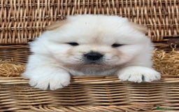 Chow Chow dogs for sale: 4 FEMALES POLAR WHITE CHOW CHOW  - Image 9