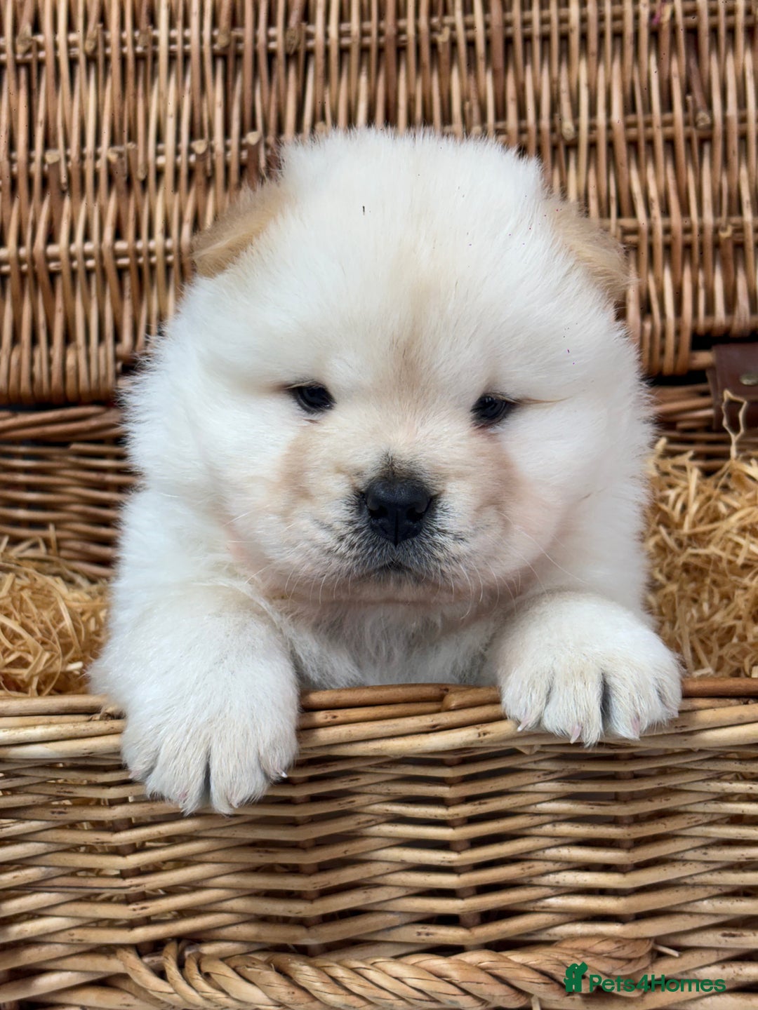 Chow Chow dogs for sale: 4 FEMALES POLAR WHITE CHOW CHOW  - Image 9
