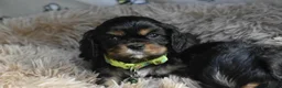 Cavalier King Charles Spaniel dogs for sale: Beautiful Cavalier King Charles Spaniel Puppies in Basingstoke - Advert 6