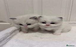 Ragdoll cats for sale: Beautiful Blue Tabby Ragdoll Fur Babies  - Image 22