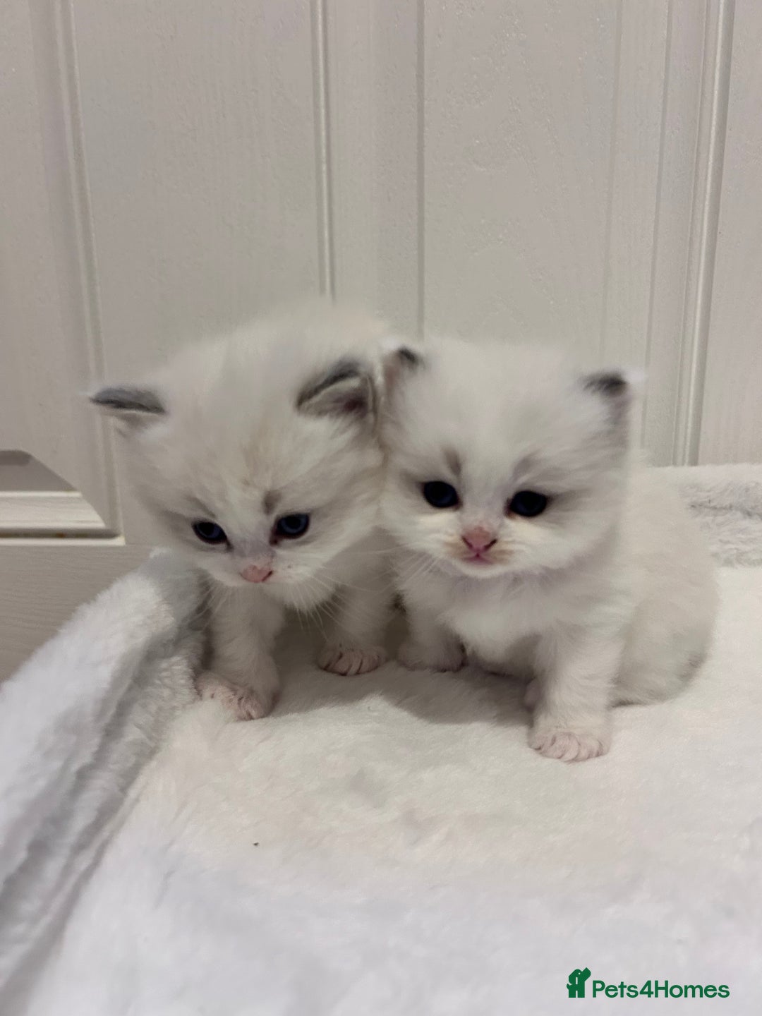 Ragdoll cats for sale: Beautiful Blue Tabby Ragdoll Fur Babies  - Image 22