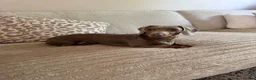 Dachshund dogs for sale: Miniature Dachsund  - Advert 1