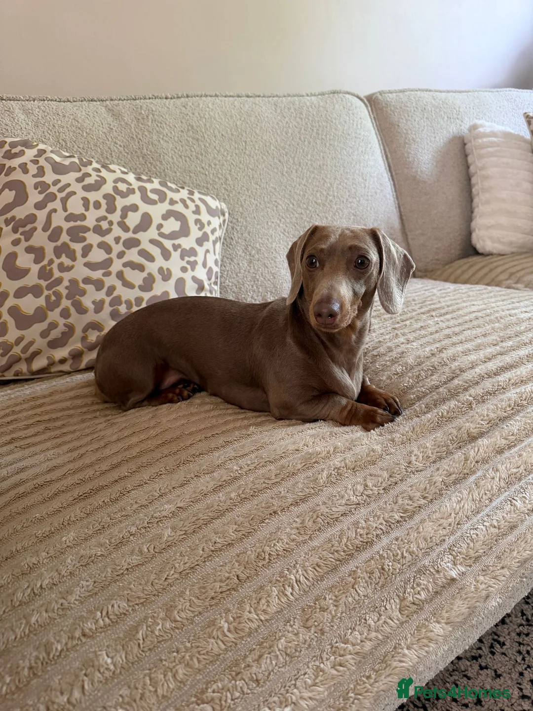 Dachshund dogs for sale: Miniature Dachsund  - Advert 1