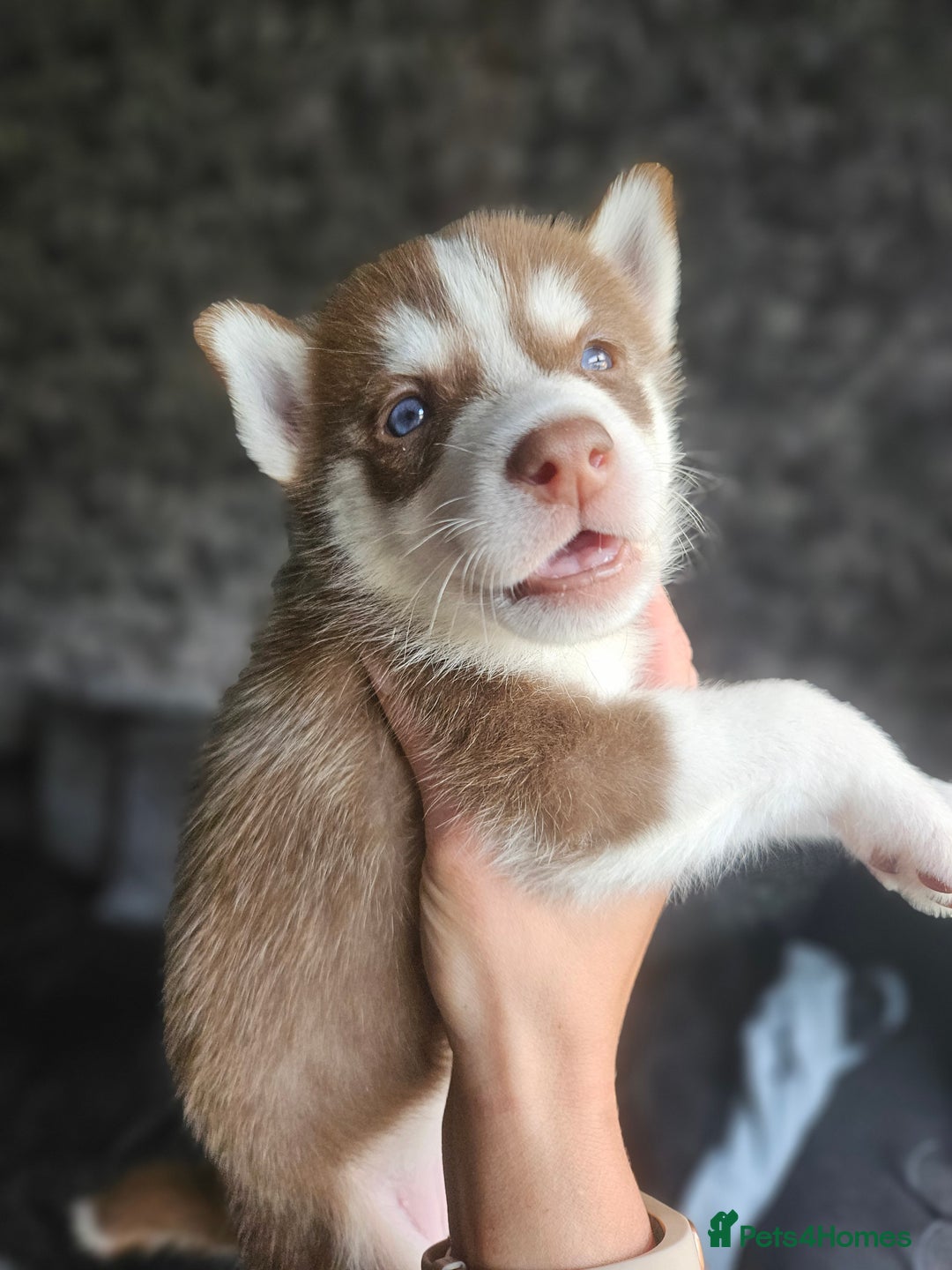 Siberian Husky dogs for sale: Gorgeous Litter of Husky Puppies - Image 5
