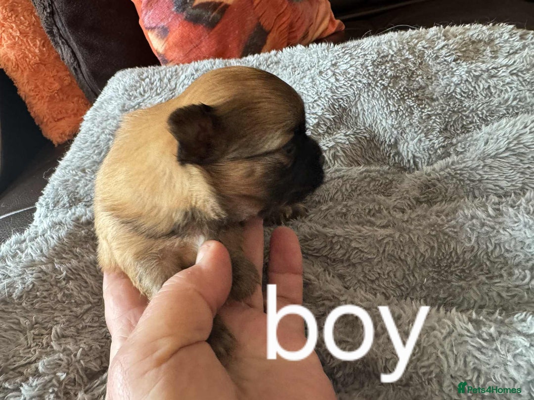 Chihuahua dogs for sale: Chihuahua long coat puppies 2 girls and 1 boy - Image 19