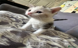 Bengal cats for sale: 4 beautiful part bengal kittens  - Image 3