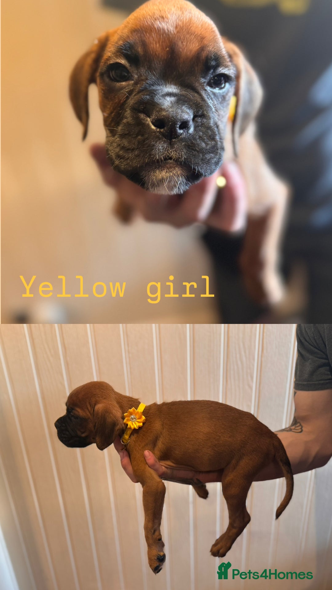 Boxer dogs for sale: Boxer puppies - Image 4
