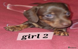 Dachshund dogs for sale: 7 beautiful dachshunds puppys - Image 9