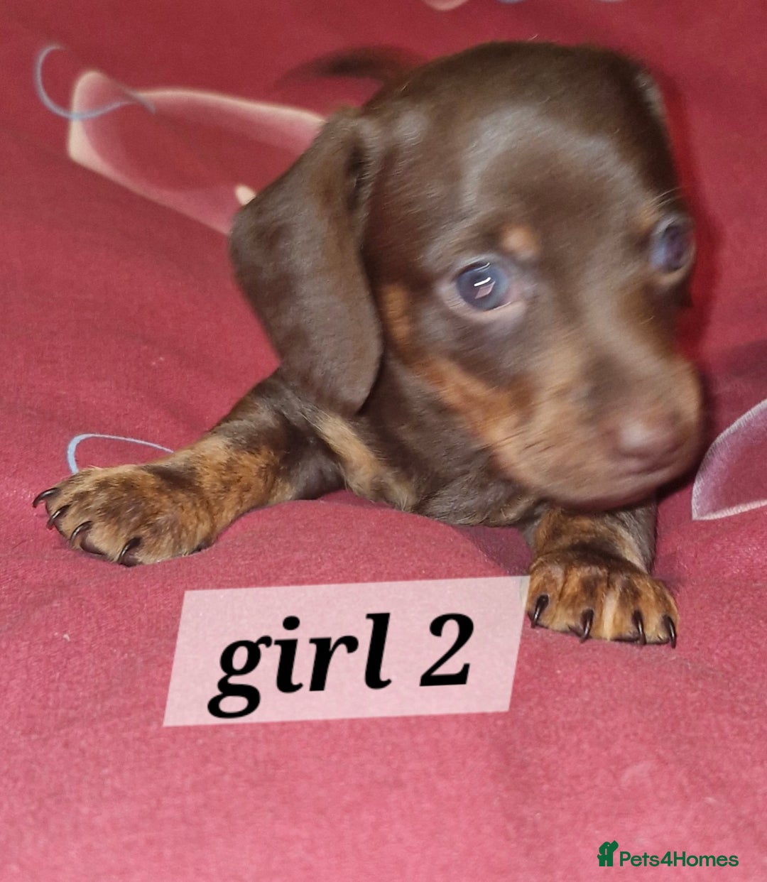 Dachshund dogs for sale: 7 beautiful dachshunds puppys - Image 9