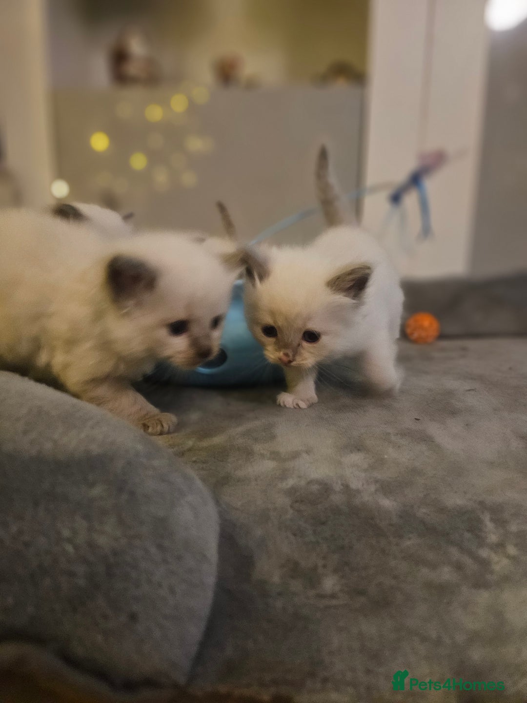 Ragdoll cats for sale: Baby girl and boy ragdoll kittens - Advert 15