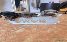 Miniature Dachshund dogs for sale: Miniature KC Dashounds - Image 2