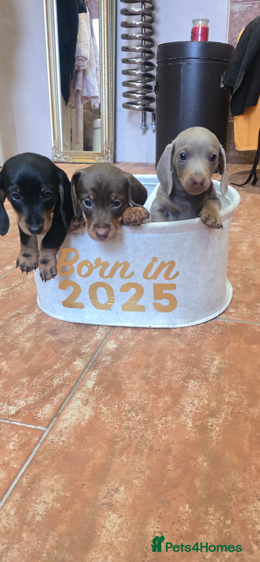Miniature Dachshund dogs for sale: Miniature KC Dashounds - Image 2