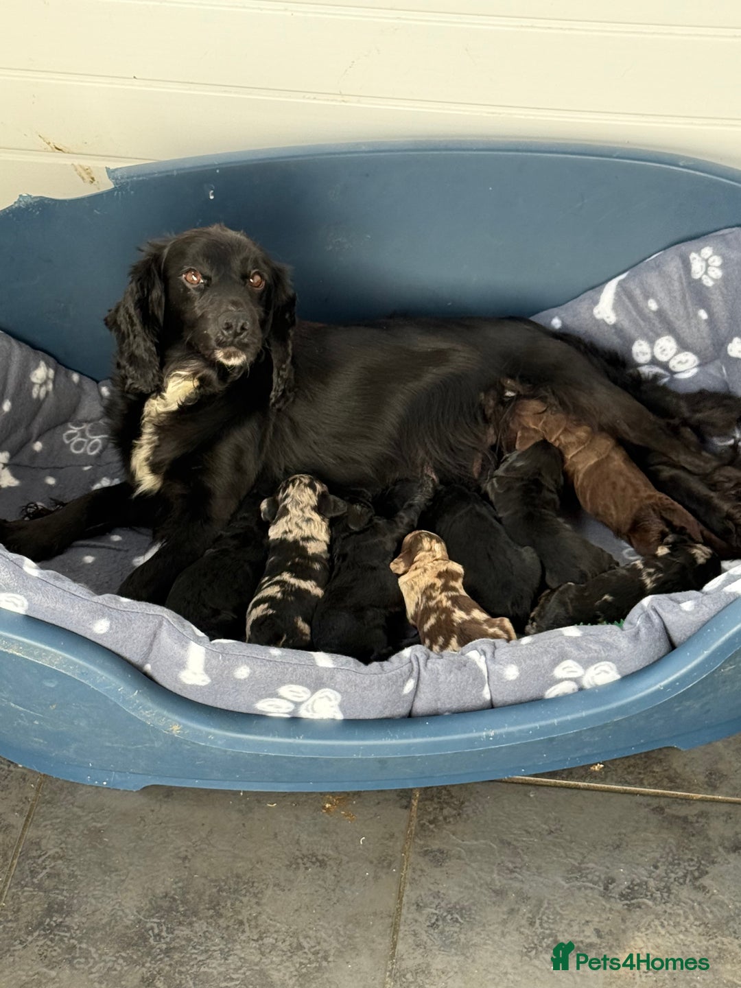 Cockapoo dogs for sale: Cracking F1 Cockapoos - Image 2