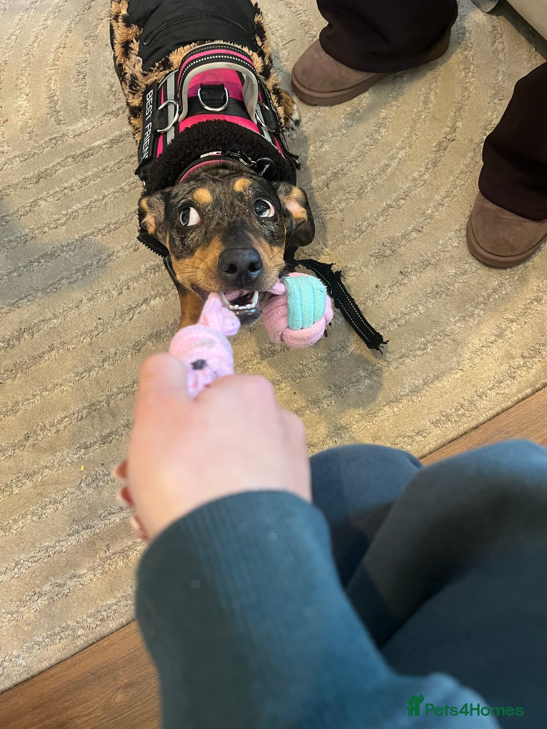 Mixed Breed dogs for sale: Francis  - Advert 4