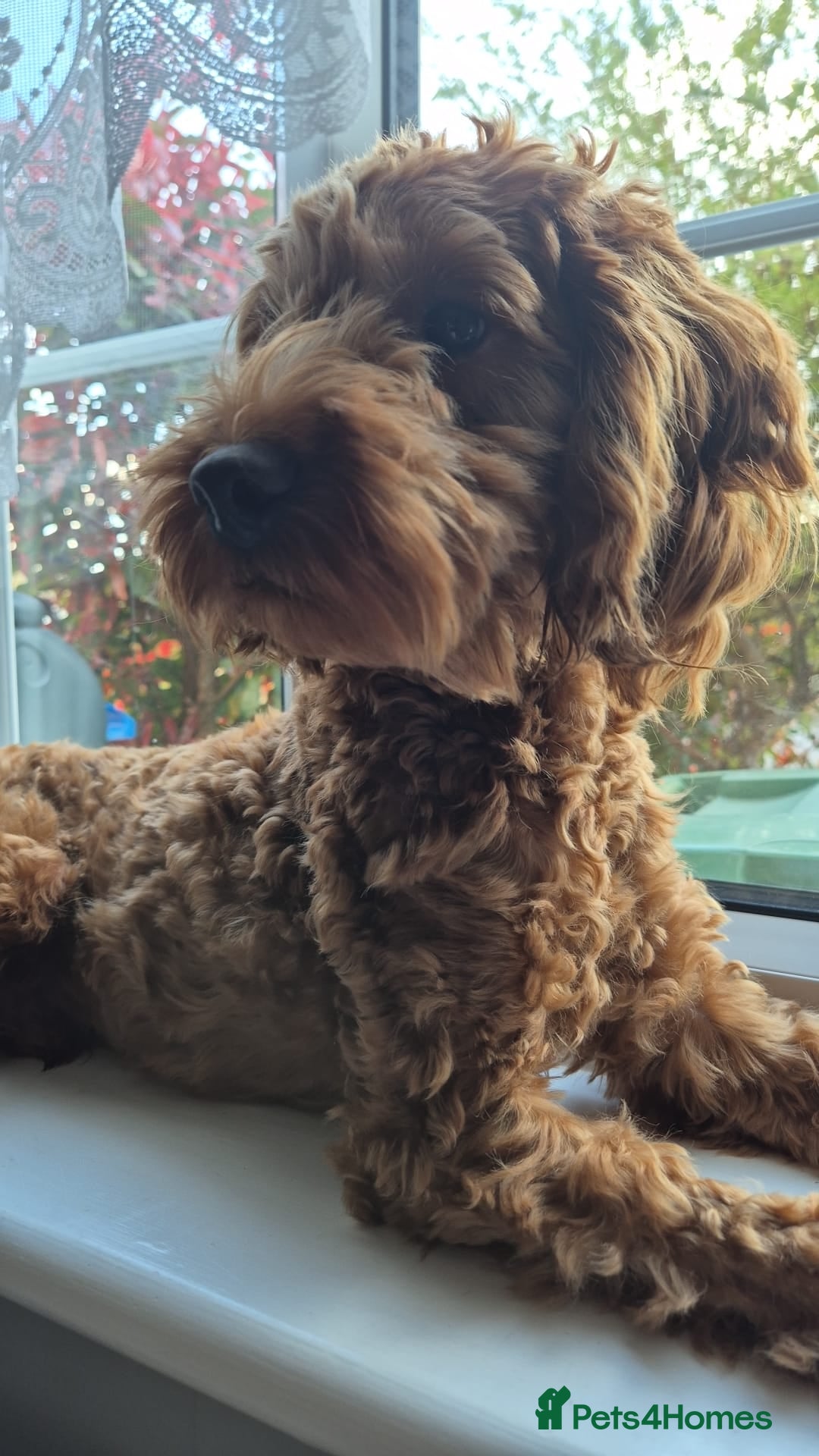 Cockapoo dogs Cockapoo - 10 Months - Advert 20