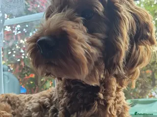 Cockapoo dogs Cockapoo - 10 Months - Advert 20