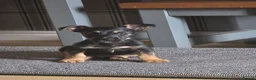 Mixed Breed dogs for sale: Jack Russell Cross  in Bradford - Advert 6