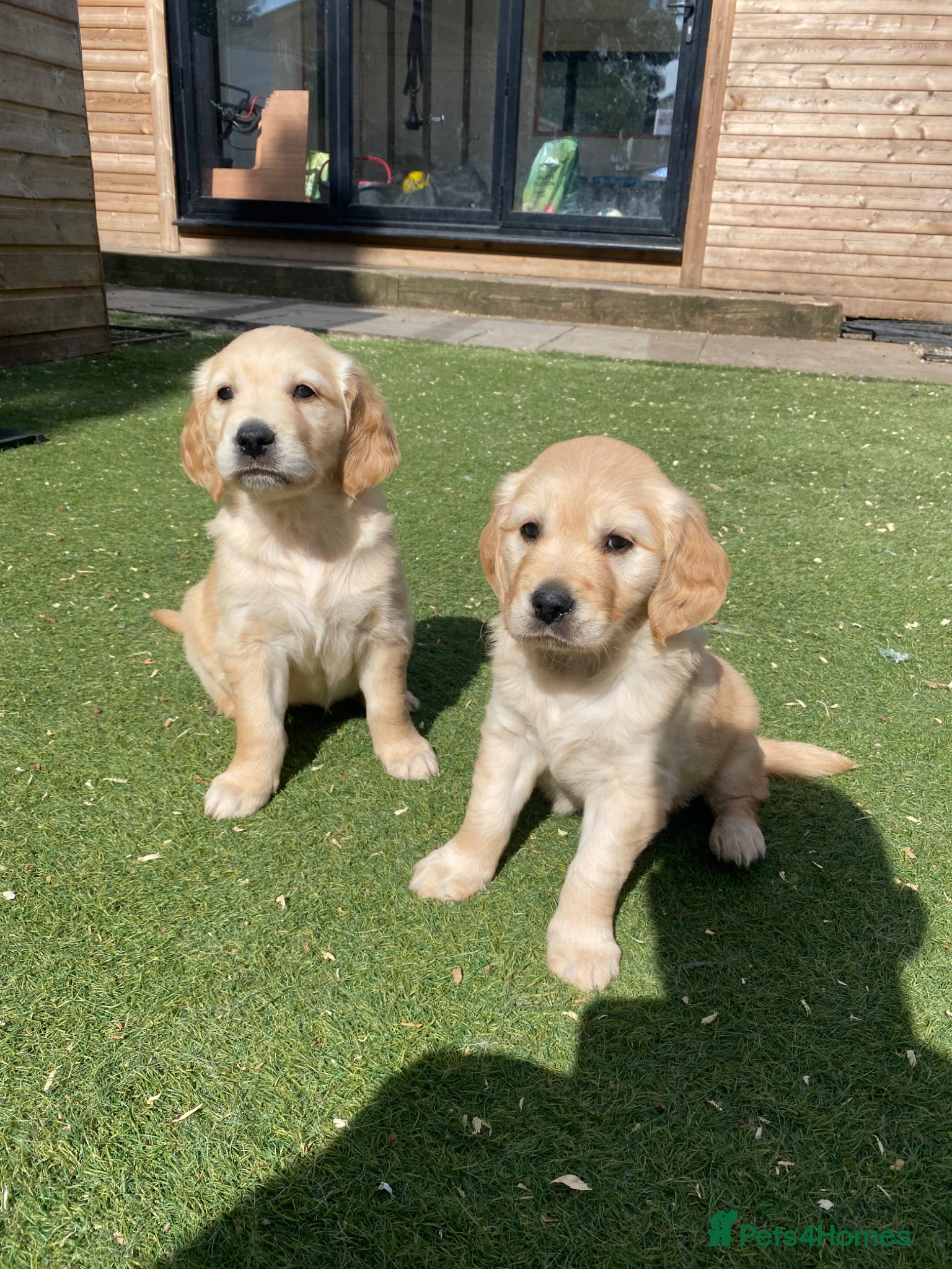 Golden Retriever dogs 2 Beautiful Golden Retriever Girls Left 😍🩷🩷 - Advert 1
