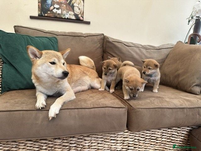 Japanese Shiba Inu dogs Shiba Inu Full Pedigree Puppies - Advert 1