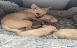 Chihuahua dogs for sale: Double chocolate platinum baby’s  - Image 20