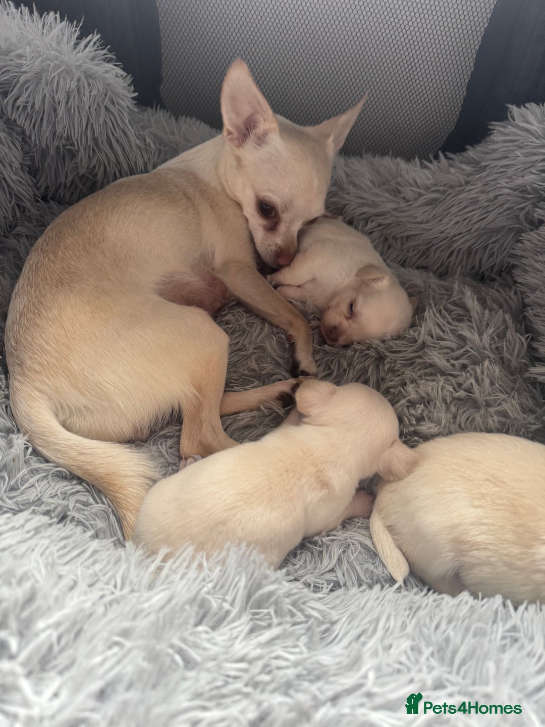 Chihuahua dogs for sale: Double chocolate platinum baby’s  - Image 20