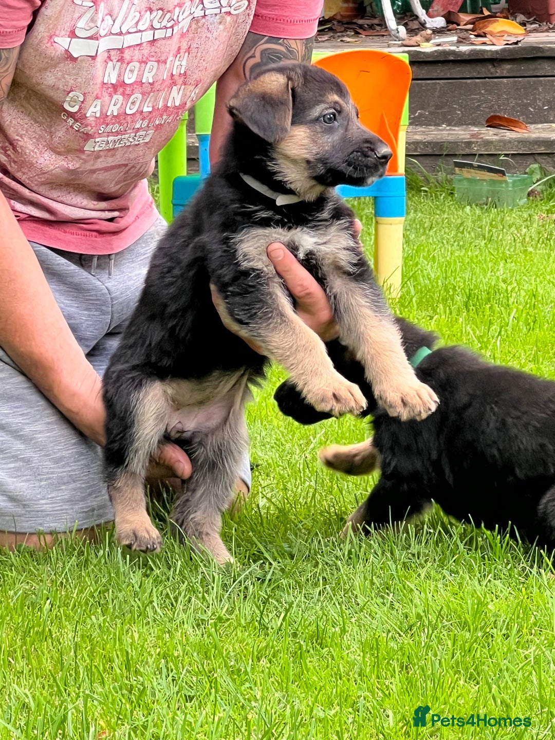German Shepherd dogs for sale: German Shepherd Pups for Sale  - Image 12