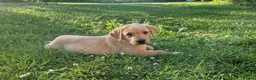 Labrador Retriever dogs for sale: Labrador puppies, from working stock.  - Advert 2