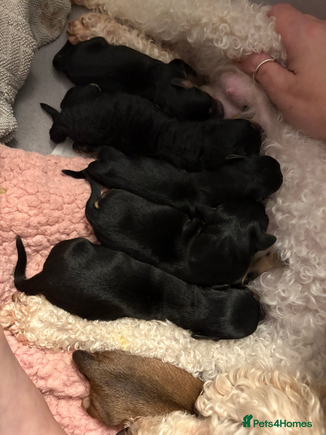 Mixed Breed dogs for sale: Doxie poo puppies - Image 9