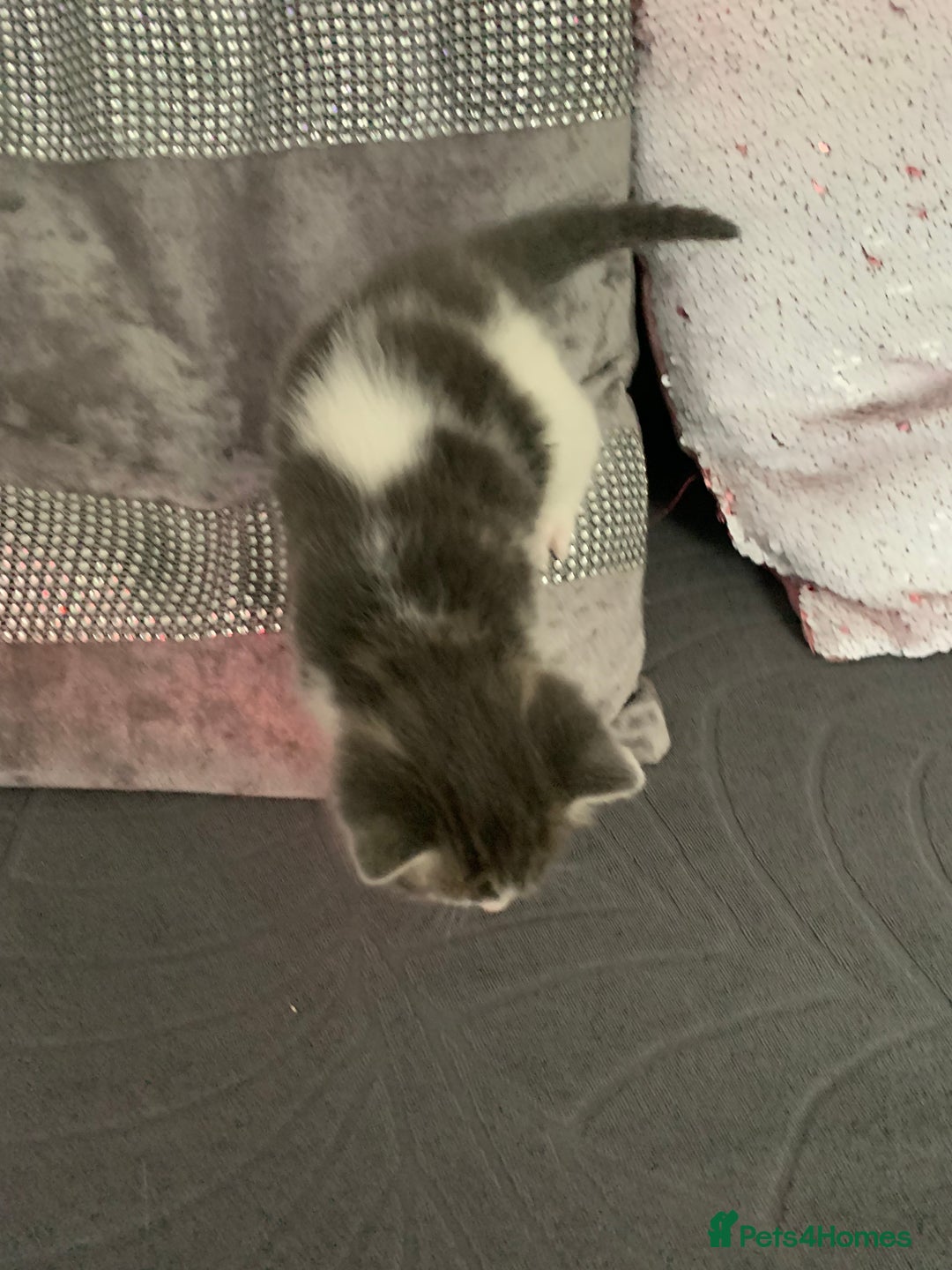 Domestic Shorthair cats for sale: 5 gorgeous kittens 🐈‍⬛  - Advert 12