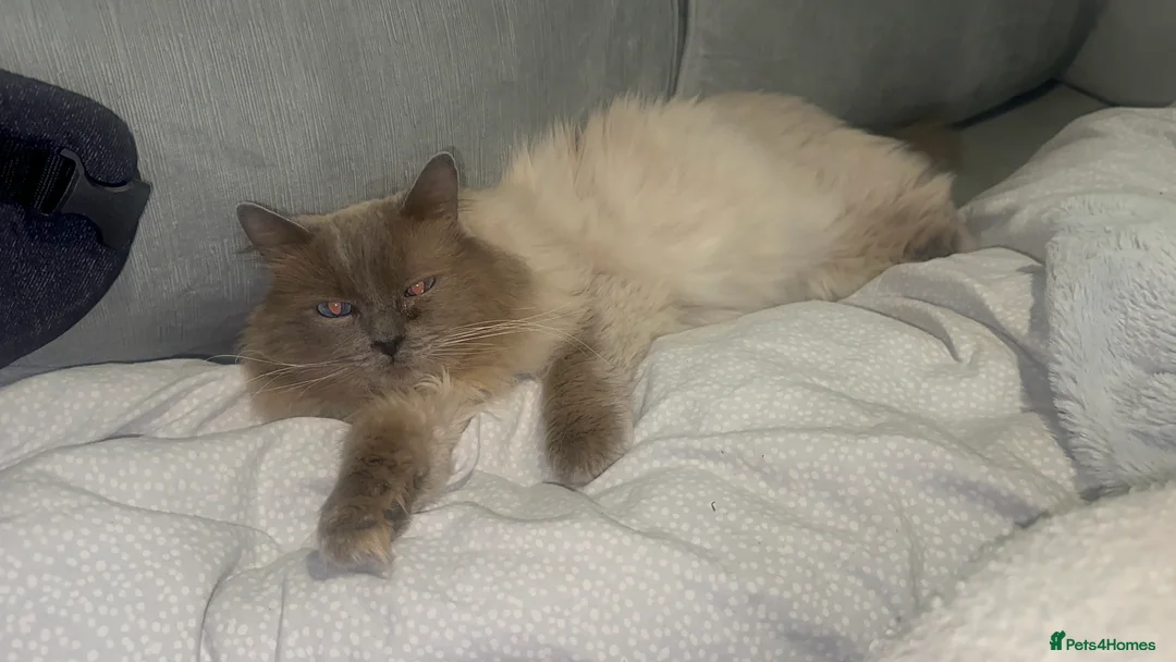 Ragdoll cats for stud: Blue Point Ragdoll STUD - Advert 3