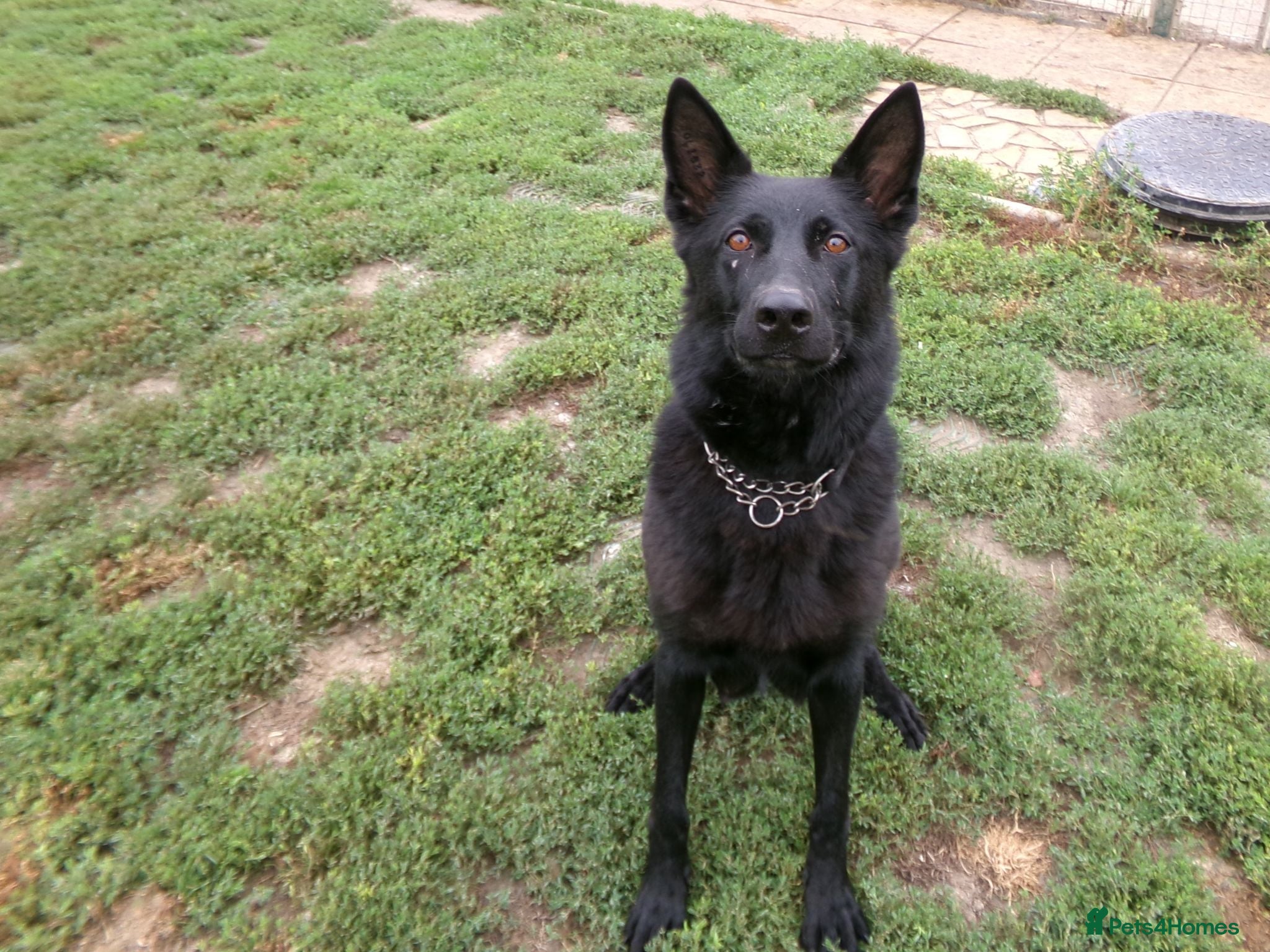 German Shepherd dogs Stunning Working Line GSD Puppies - Advert 2